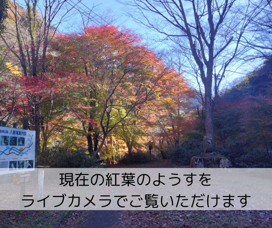 【お知らせ】ライブカメラで八重滝の紅葉のようすをご覧いただけます